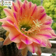 仙人球緋花玉開(kāi)花帶花苞仙人掌類多肉綠植物桌面花卉小盆栽 花仙子直徑6-8厘米 不含盆