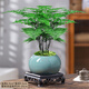 花行榜文竹盆栽植物花卉綠植 精品小文竹+藍瓷冰裂+底座+苔蘚源頭直發(fā)