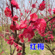 春描語(yǔ)嫁接梅花樹(shù)苗紅梅臘梅綠梅樹(shù)樁盆景美人梅榆葉梅苗庭院盆栽梅花苗 紅梅【2公分粗】當年開(kāi)花