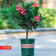 四季杜鵑紅山茶花帶花濃香型盆栽室內外陽(yáng)臺庭院觀(guān)賞花卉綠植好養 杜鵑紅山茶花 40-50公分高樹(shù)形好建議購買(mǎi)