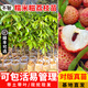 芥圃荔枝苗嫁接苗 官方旗艦 廣西荔枝樹(shù)苗南方種植可長(cháng)10年大樹(shù)果樹(shù)苗 糯米糍荔枝 【帶土帶葉發(fā)貨】 2年苗 高度：50-70cm