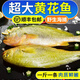 大黃花魚3條 新鮮冷凍大黃魚 生鮮魚類約1斤/條 3條裝