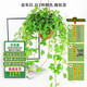 濱淇除甲醛花卉常春藤吊籃盆栽新房?jī)艋諝?長(zhǎng)40-50cm1盆源頭直發(fā)