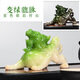 SH變色貔貅可養茶寵物茶桌擺件精品茶具擺設茶臺金蟾裝飾品配件 變綠款