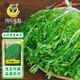 鳳鳴雅世苦苣種子大全農(nóng)家苦菊菜籽四季菜籽四季蔬菜種子小葉苦苣種子10克