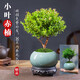 臨雅小葉赤楠盆栽老樁綠植物盆景辦公室內(nèi)客廳桌面四季好養(yǎng)禪意擺件 小葉赤楠+冰裂紋盆+復古托盤
