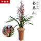 華香園綠植花卉蘭花苗濃香墨蘭【金華山】辦公室內(nèi)盆栽盆景耐陰植物多肉 金華山3苗 不帶花苞 裸根發(fā)貨