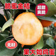 廣西正品融安脆蜜金桔樹苗帶土葉第三代脆蜜金柑耐寒四季當年結(jié)果 新品種大果脆蜜金桔 兩年嫁接苗(帶土帶葉)
