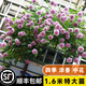 坤卉薔薇花苗爬藤耐寒藤本月季特大爬墻花卉陽(yáng)臺(tái)盆栽庭院植物四季開(kāi)花 藍(lán)色陰雨（當(dāng)年開(kāi)花爆滿） 1.6米左右爬藤特大苗
