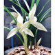 自然老種蘭花苗 春蘭【雪影】濃香綠植花卉園藝 室內(nèi)盆栽花卉 5苗連體 不含盆