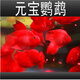 活體寵物血紅鸚鵡魚淡水中大型熱帶觀賞魚元寶發(fā)財魚鸚鵡魚活體魚紅財神魚 8-10cm鸚鵡3條