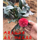 可之源四季山茶花精品香妃烈香茶花苗樹(shù)苗帶花苞耐寒庭院花卉盆栽 六角大紅小苗 不含盆
