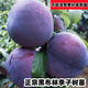 倍邁嫁接李子苗 南北方種植 李子樹(shù)苗 果樹(shù)苗李子當年結果黑布林李子 黑布林李子 5年苗 當年結果
