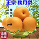 柏饞秋月梨新鮮冰糖梨現(xiàn)摘現(xiàn)發(fā)10斤整箱當(dāng)季黃金雪梨脆甜薄皮 秋月梨 9-10斤帶箱【大果精選】