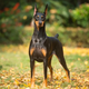 麥盯優(yōu)寵純種杜賓幼犬大型護(hù)衛(wèi)猛犬狗狗活體德系美系杜賓犬雙血統(tǒng)寵物獵犬 寵物級(jí)
