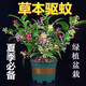 九里香盆栽夜來香花樹苗植物室內(nèi)外陽(yáng)臺(tái)庭院驅(qū)蚊四季開花好養(yǎng)易活 多色【包】盆+肥 店長(zhǎng)：精品八年苗4顆【開花爆滿