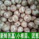 辰實(shí)四川苦藠 苦藠頭新鮮小根蒜苦芥苦叫小蒜頭 茭頭 1斤