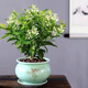 夜來香花樹苗夜來香盆栽花卉植物室內(nèi)驅(qū)蚊花苗濃香四季開花吸甲醛 特大苗1顆【當(dāng)年開花爆滿】+送肥