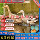 高產(chǎn)綠殼蛋麻鴨苗鴨活苗鴨子活苗鴨苗半大小鴨子水鴨苗家鴨活體鴨 麻鴨苗 每只4-5兩8只（7母1公）