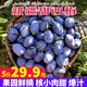 喜從星5斤正宗新疆法蘭西西梅喀什孕婦水果新鮮甜布林李子包郵特大果 3斤精選中果