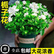 愛你一萬年梔子花盆栽花卉植物室內綠植四季好養(yǎng)茉莉花源頭直發(fā)驅蚊組合包郵 主圖款加侖盆160#梔子花】