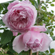 清韻伊人 月季花苗爬藤薔薇月季花樹(shù)陽(yáng)臺盆栽花卉庭院爬墻植物四季開(kāi)花 自由精神 中苗90-100厘米高