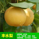 旺之春梨樹(shù)苗早酥紅梨樹(shù)苗紅啤梨果樹(shù)苗南方北方種植庭院盆栽地栽水果苗梨子樹(shù)苗湯山梨當(dāng)年結(jié)果苗 豐水梨【當(dāng)年結(jié)果】 4年苗【拍下備注品種】