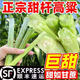 牛百順順豐東北甜桿高粱桿小甘蔗5斤新鮮水果甜蘆粟甜蘆桿孕婦整箱包郵M 3斤【新鮮現(xiàn)砍】