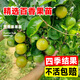 臨雅廣西欽蜜9號(hào)百香果樹苗四季不斷結(jié)果水果果樹盆栽樹苗 百香果苗1棵