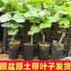 葡萄樹(shù)苖陽(yáng)光玫瑰葡萄藍寶石葡萄小苗杯苗帶土盆栽南北方當年結果 陽(yáng)光葡萄 一棵）40-50
