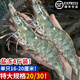 鮮漁翁青島大大大蝦白蝦基圍蝦青蝦海蝦對蝦冰蝦鮮活凍蝦生鮮 年貨節 青島大大大蝦鹽凍4斤20/30  約16-20cm