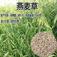 飼用燕麥草養(yǎng)殖牧草種子牛羊魚飼料草籽高產(chǎn)四季常青草種籽批發(fā) 優(yōu)質(zhì)燕麥草【新種包出芽】 1斤裝正品【養(yǎng)殖牧草首選】