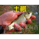 土鯽鯽魚苗工程鯽湘云鯽大板大品種中科五號(hào)淡冷水養(yǎng)殖活體草魚苗 土鯽2-3厘米200條多發(fā)20%防損