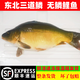 【順豐】東北冷水三道鱗魚(yú)大鯉魚(yú)整條鮮活速凍無(wú)磷鯉魚(yú)裸鯉框鏡魚(yú) 【順豐速運】 3斤【去鱗去肚損耗20%左右】