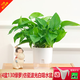 綠有意綠蘿盆栽室內(nèi)植物花卉綠植水培長藤垂吊大葉綠籮新房家用吸除甲醛 130波光白吸水綠蘿4盆+壺+2肥 帶盆帶土發(fā)貨