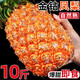 海南金鉆鳳梨新鮮10斤正宗菠蘿整箱新鮮水果風(fēng)梨當(dāng)季香水菠蘿特產(chǎn) 凈重5~5.5斤