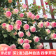 寶御安爬藤月季花苗薔薇花苗藤本月季四季開(kāi)花藤曼玫瑰濃香爬藤植物花卉 粉色龍沙寶石 1米-1.3米高大苗