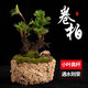 石光小站 九死還魂草吸水石上水石假山盆景植物小葉卷柏綠植盆栽 3-9頭小葉高桿卷柏