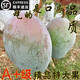 永生厚【順豐速運】海南青皮芒果凱特大芒果現摘當季新鮮水果禮盒 帶箱約10斤禮盒裝大果6-8個