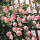 爾瀾粉色龍沙寶石藤本月季花苗庭院爬藤薔薇花卉盆栽陽臺玫瑰源頭直發(fā)