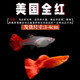 卡奇魚 孔雀魚 鳳尾魚 胎生魚 熱帶觀賞魚淡水活體魚小型魚純種好養(yǎng)易活 全紅孔雀魚1對