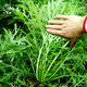 大禹秋天可以種的菜種子大全八九月秋冬季耐寒蔬菜籽家庭種植四季種 雪里蕻種子 10g