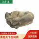 魚(yú)姐海成 青島生蠔肉鮮活當天現剝新鮮生蠔肉牡蠣海鮮水產(chǎn)貝類(lèi)2斤袋裝