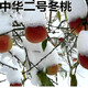 CHUANGSHIJI嫁接桃樹(shù)樹(shù)苗【中華二號冬桃】極晚熟脆甜冬桃樹(shù)苗冬桃苗當年結果 3年苗明年結果 81cm(含)-110cm(含)