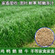 鑫意牧草種子進(jìn)口多年生黑麥草種子耐寒牧草種子四季草籽雞鴨鵝牛羊魚 冬牧70黑麥草種子1斤