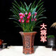 濃香型蘭花苗盆栽大花蕙蘭建蘭花卉盆栽室內(nèi)綠植物庭院四季開花 大將軍22 帶盆（8苗送肥料+生根粉）當年開