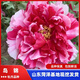 牡丹花苗盆栽正宗菏澤帶花苞牡丹花種大苗纏枝重瓣花卉牡丹花樹(shù)苗 9島錦【菏澤發(fā) 帶芽 包活 】