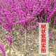上客來(lái)紫荊花樹苗庭院耐寒植物盆栽地栽南北方種植叢生獨(dú)桿綠化花苗木紫荊1.5公分粗獨(dú)干常規(guī)款