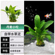 瘋狂水草坨草水草造景魚(yú)缸造景植物布景水培綠植草丹麥小坨草源頭直發(fā)包郵