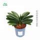 君子蘭盆栽精品寬葉圓頭和尚彩蘭苗五年大苗當年開(kāi)花卉綠植 圓頭10到12片葉+藍色時(shí)尚加侖盆 含盆